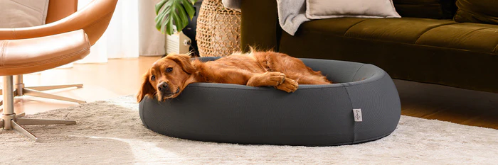 The Timeless Charm of Hand Drawn and Handmade Pet Portraits